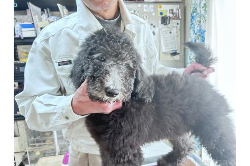 成約済の香川県のスタンダードプードル-357203の8枚目