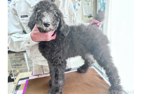成約済の香川県のスタンダードプードル-357203の7枚目