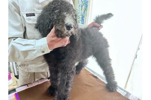 成約済の香川県のスタンダードプードル-357203の6枚目