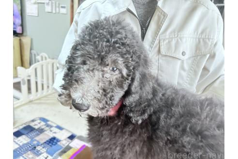 成約済の香川県のスタンダードプードル-357203の4枚目