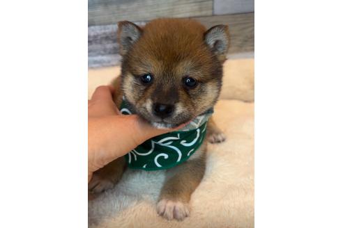 成約済の茨城県の豆柴-372864の2枚目