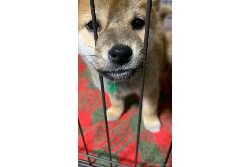 成約済の熊本県の柴犬-363771の7枚目