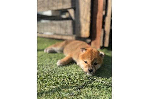 成約済の熊本県の柴犬-362066の2枚目