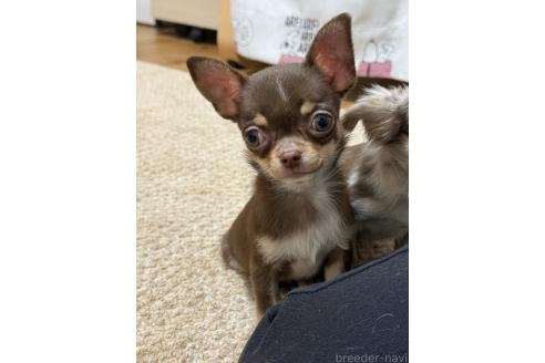 成約済の福岡県のチワワ(スムースコート)-347841の3枚目