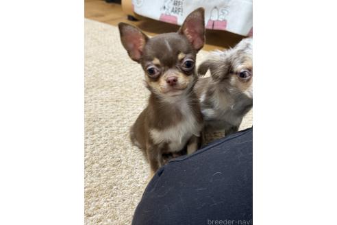 成約済の福岡県のチワワ(スムースコート)-347841の2枚目