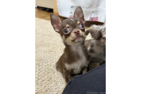 成約済の福岡県のチワワ(スムースコート)-347841の1枚目