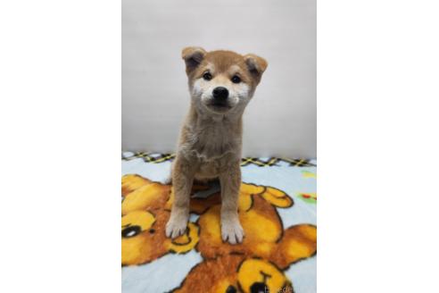成約済の岡山県の柴犬-372910の1枚目