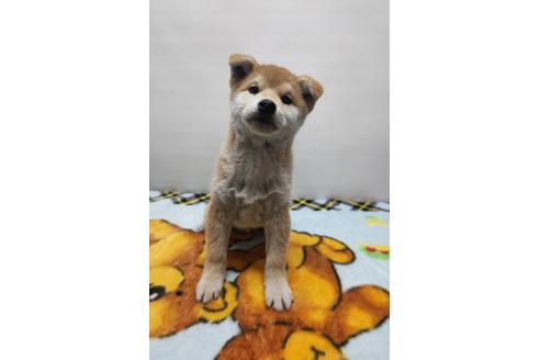 成約済の岡山県の柴犬-372910の10枚目