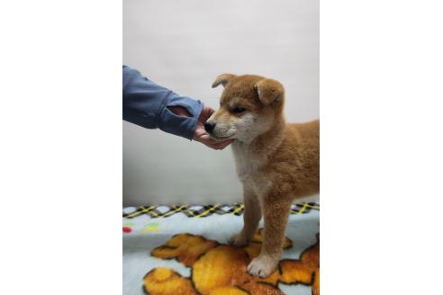 成約済の岡山県の柴犬-372910の9枚目