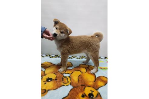 成約済の岡山県の柴犬-372910の7枚目