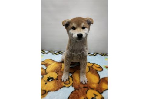 成約済の岡山県の柴犬-372910の6枚目