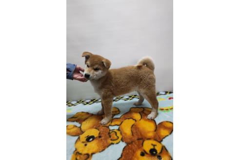 成約済の岡山県の柴犬-372910の5枚目