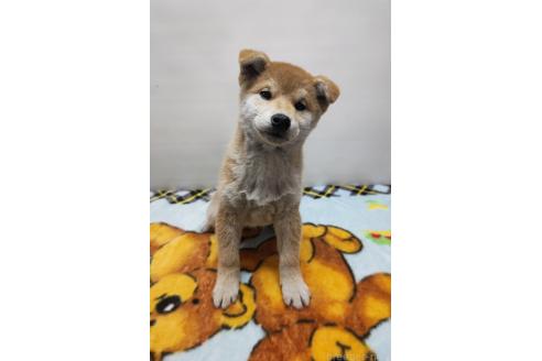 成約済の岡山県の柴犬-372910の4枚目