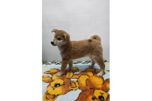 成約済の岡山県の柴犬-372910の3枚目