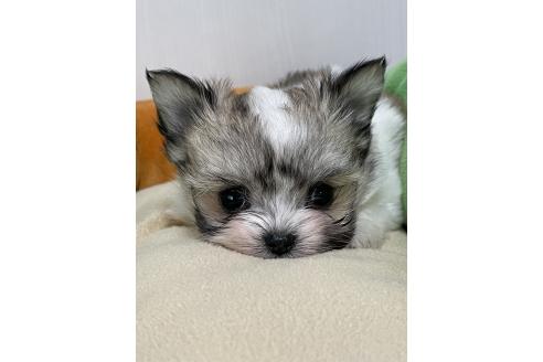 成約済の滋賀県のチワマル:チワワ×マルチーズ-366428の10枚目