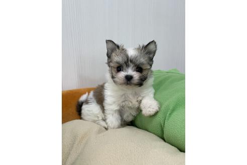 成約済の滋賀県のチワマル:チワワ×マルチーズ-366428の7枚目