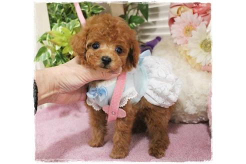 成約済の岡山県のタイニープードル-371298の15枚目