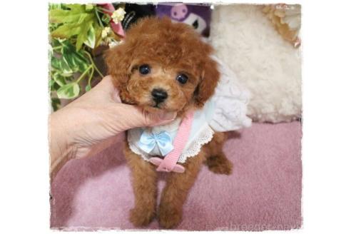 成約済の岡山県のタイニープードル-371298の11枚目