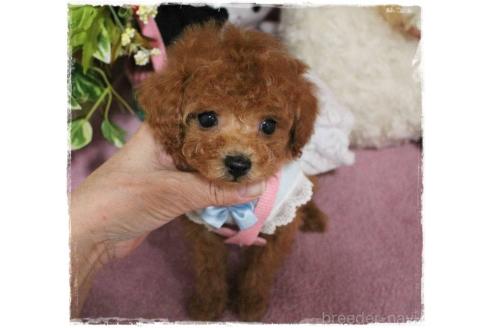 成約済の岡山県のタイニープードル-371298の10枚目