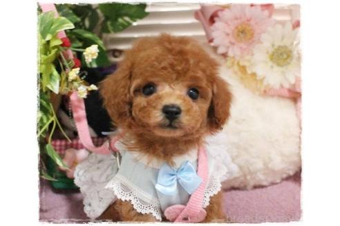 成約済の岡山県のタイニープードル-371298の5枚目