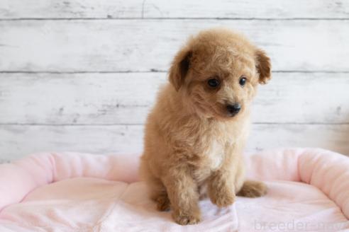 成約済の北海道のミックス犬-368844の5枚目