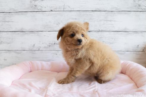 成約済の北海道のミックス犬-368844の4枚目