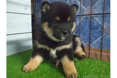 成約済の鹿児島県の柴犬-371121の2枚目