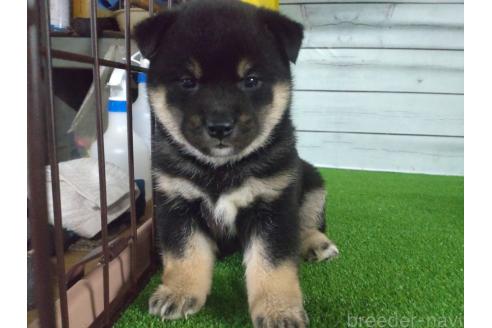 成約済の鹿児島県の柴犬-371123の3枚目