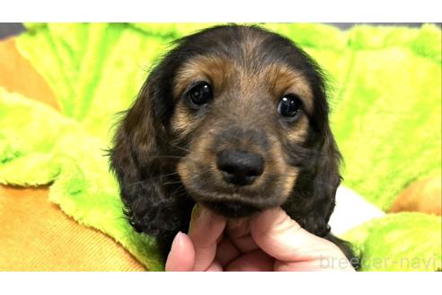 成約済の愛知県のカニンヘンダックスフンド(ロングヘアード)-372939の7枚目