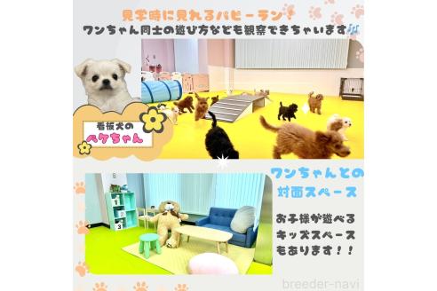 成約済の神奈川県のマルプー:マルチーズ×トイプードル-372945の5枚目