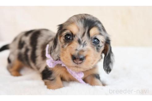子犬