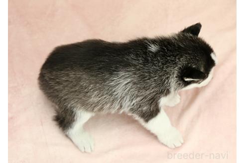 成約済の茨城県のシベリアンハスキー-372986の3枚目