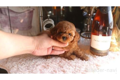 成約済の埼玉県のティーカッププードル-372985の1枚目