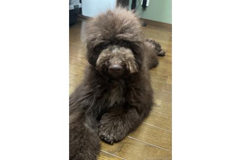 成約済の三重県のロマーニャウォータードッグ(ラゴット)-350531の1枚目