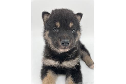 成約済の千葉県の柴犬-372995
