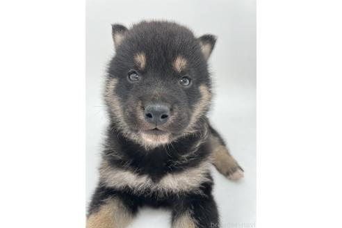 成約済の千葉県の柴犬-372995の11枚目