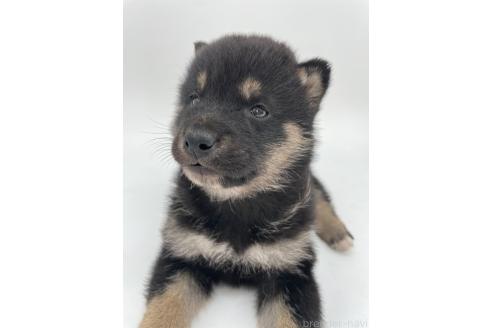 成約済の千葉県の柴犬-372995の10枚目