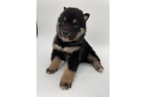 成約済の千葉県の柴犬-372995の8枚目