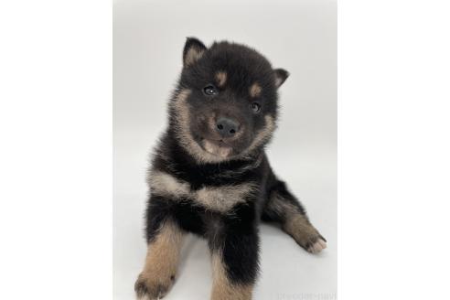 成約済の千葉県の柴犬-372995の7枚目
