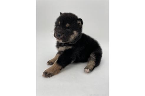 成約済の千葉県の柴犬-372995の5枚目