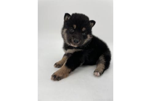 成約済の千葉県の柴犬-372995の4枚目