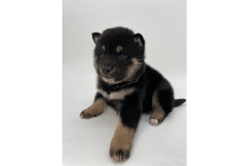 成約済の千葉県の柴犬-372995の3枚目