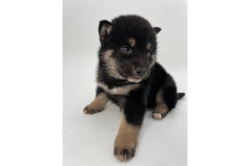 成約済の千葉県の柴犬-372995の2枚目