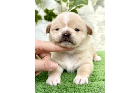 成約済の埼玉県のミックス犬-371811の8枚目