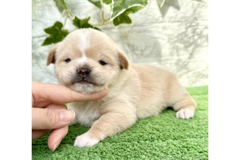 成約済の埼玉県のミックス犬-371811の7枚目