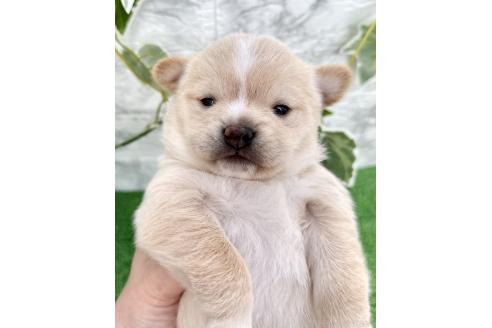 成約済の埼玉県のミックス犬-371811の6枚目