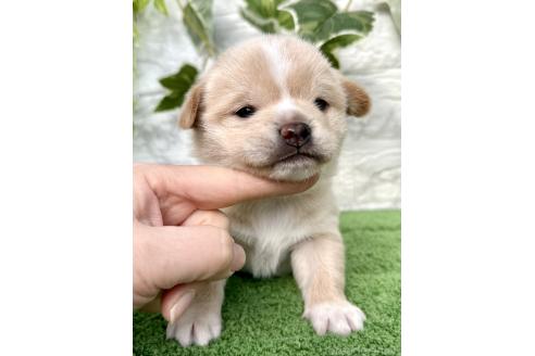 成約済の埼玉県のミックス犬-371811の3枚目