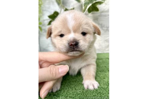 成約済ののミックス犬-371811