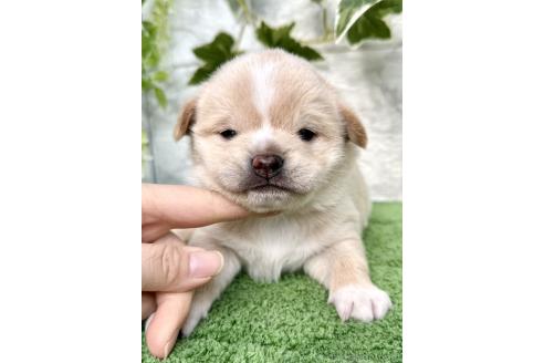 成約済の埼玉県のミックス犬-371811の2枚目