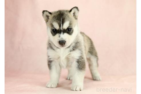 成約済の茨城県のシベリアンハスキー-373001の3枚目